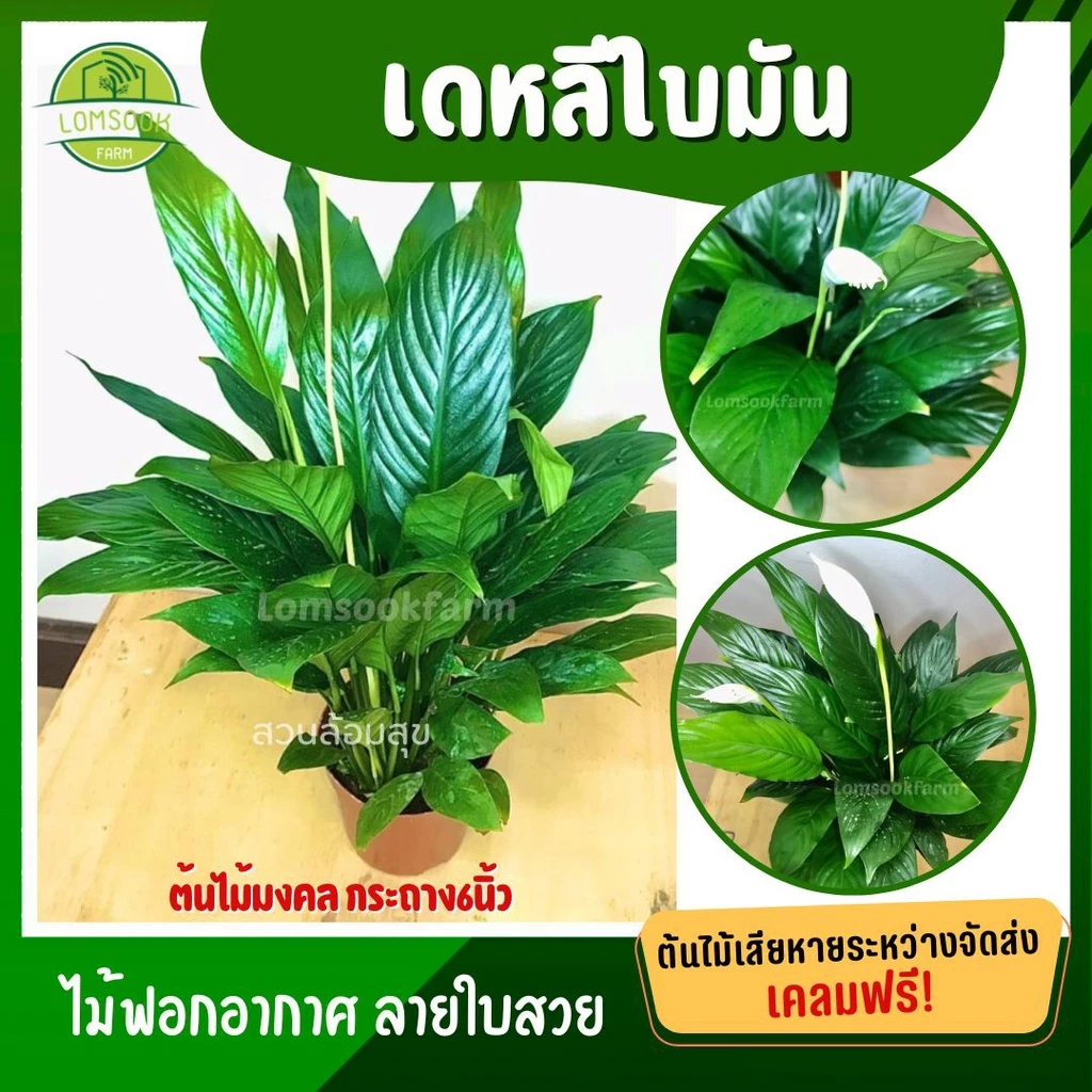 ต้นเดหลีใบมัน มีทั้งแคระ และเดหลีใบมันธรรมดา เดหลีใบโพธิ์ ต้นไม้มงคล เดหลีแคระ หรือ กวักมงคล ในกระถาง 6 นิ้ว ดี — ของมงคลหมวดบ้านและฮวงจุ้ย