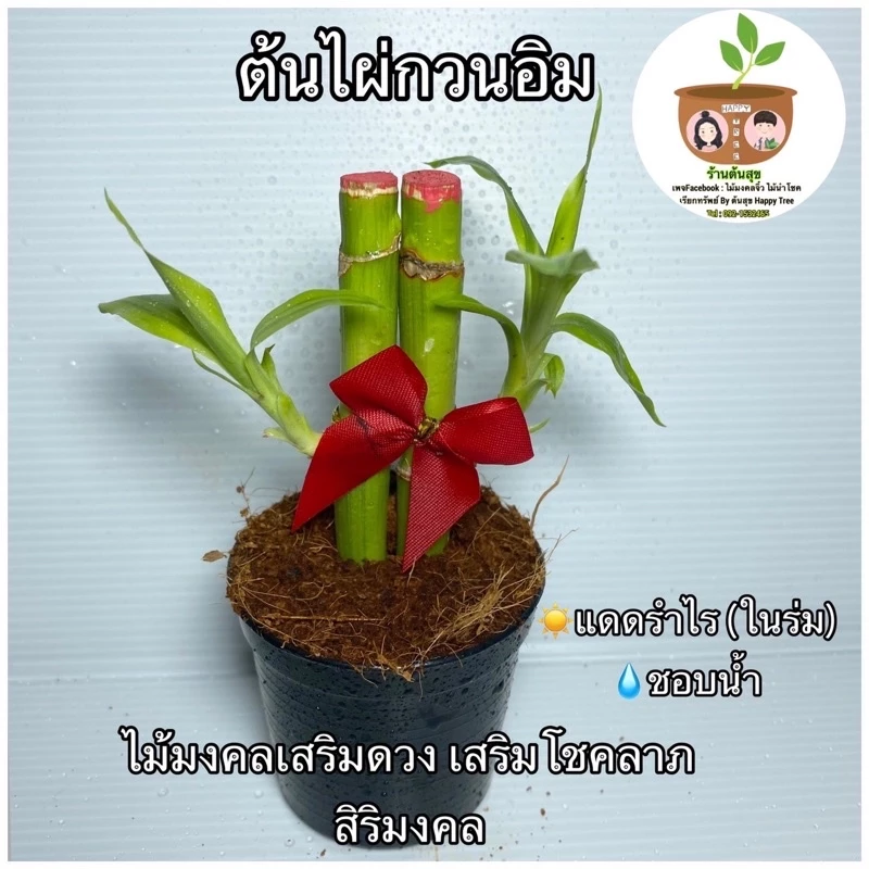 ต้นไผ่กวนอิมคู่ จัดส่ง 2 ต้นขึ้นไป คละแบบได้ — ของมงคลหมวดการเงินและโชคลาภ