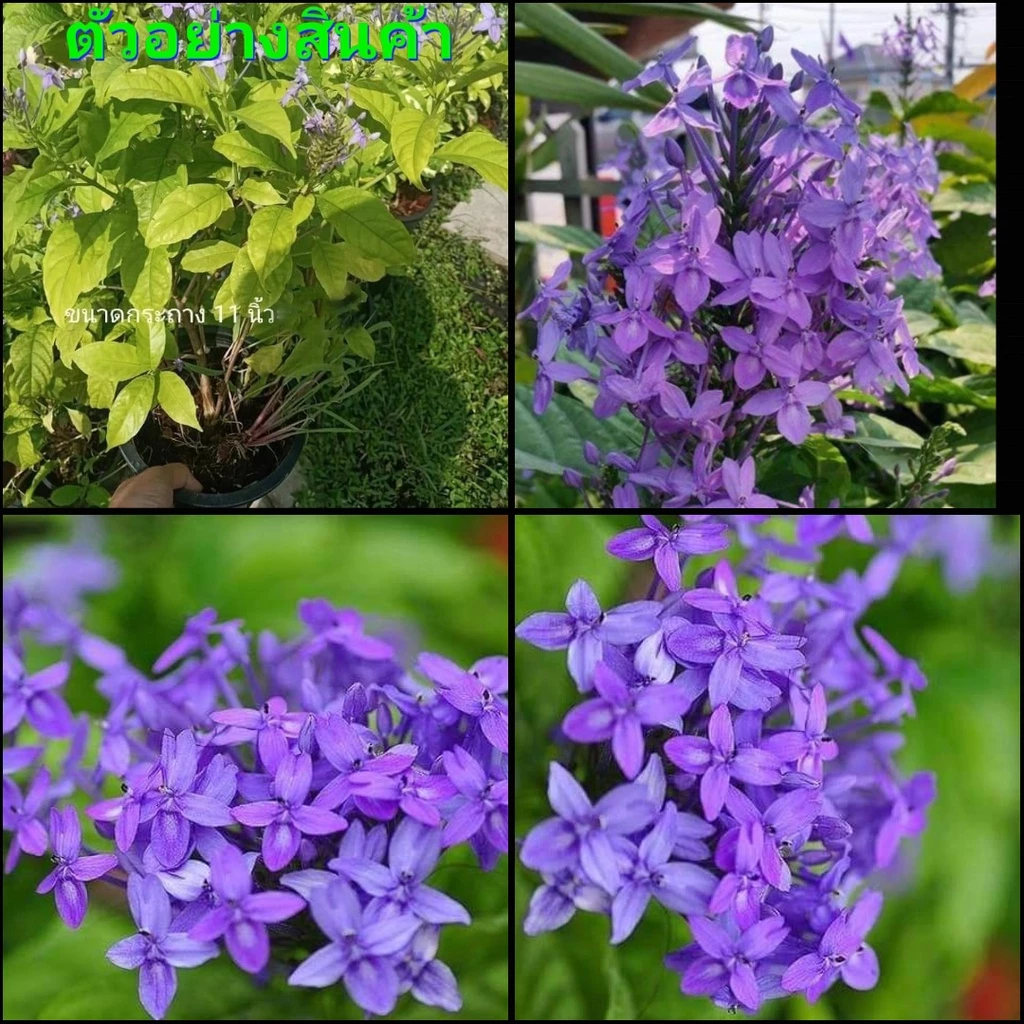 (ขาย ต้นพันธุ์) ดอก ต้น ต้นเข็มม่วงโบราณ ต้นเข็มม่วง โบราณ ต้นเข็ม เข็ม สีม่วง fadel — ของมงคลหมวดบ้านและฮวงจุ้ย