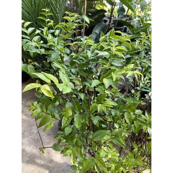 ต้นโมก Water jasmine (โมกพวง)ไม้ยืนต้น ไม้ประดับ กำแพงรั้ว ต้นสูงประมาณ 70-80 cm (ส่งแบบถุงดำ)(1ต้น/แพค) — ของมงคลหมวดบ้านและฮวงจุ้ย