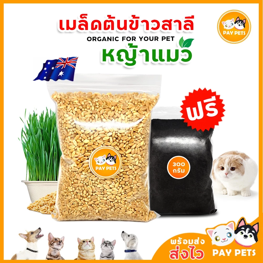 เมล็ดข้าวสาลีแมวคัดเกรด (แถมดินดี+เมล็ดพันธุ์) ต้นหญ้าแมว หญ้าหมา หญ้ากระต่าย หญ้าหนู Cat Grass