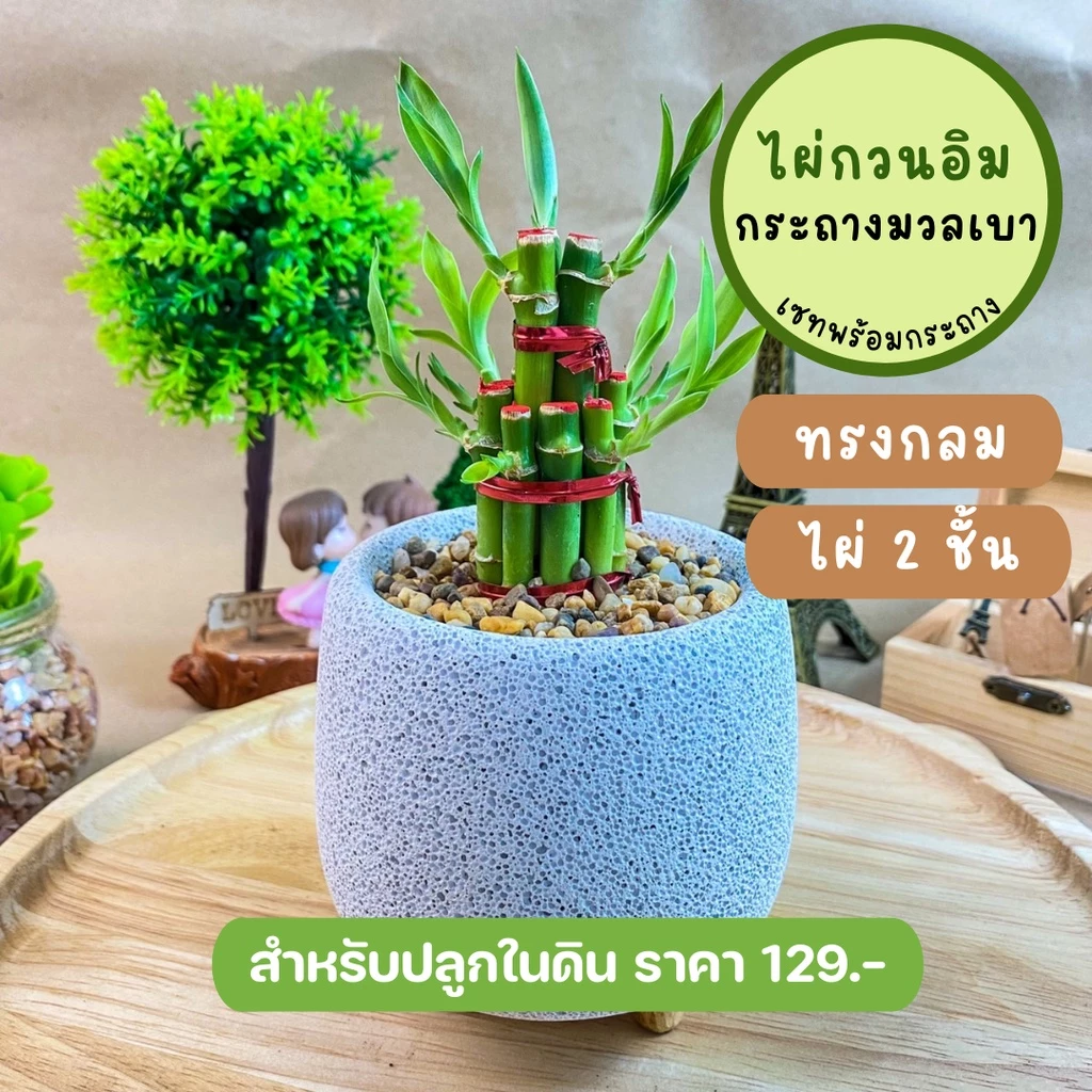 ไผ่กวนอิม พร้อมกระถางปูน กระถางมวลเบา กระถางโมเดิร์น เสริมฮวงจุ้ยบ้าน ต้นไผ่กวนอิม ไม้มงคลประดับโต๊ะทำงาน วางบนโต๊ะทำงาน — ของมงคลหมวดการเงินและโชคลาภ