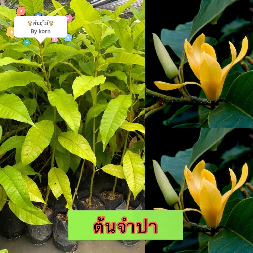 ต้นจำปาทอง ไม้หอม สูง 60-70 cm. ต้นโตลำต้นแข็งแรงพร้อมปลูก พร้อมส่ง สำคัญกรุณาสั่งซื้อในเวลา12:00น.-00:00น. — ของมงคลหมวดบ้านและฮวงจุ้ย