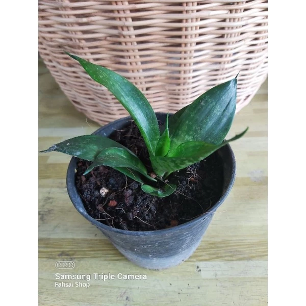 ต้นลิ้นมังกรแคระ ลิ้นมังกร (Snake Plant) ต้นลิ้นมังกรแคระเขียว ลิ้นมังกรหยกเขียว ต้นดาบพระอินทร์ ต้นไม้มงคล ฟอกอากาศ — ของมงคลหมวดบ้านและฮวงจุ้ย