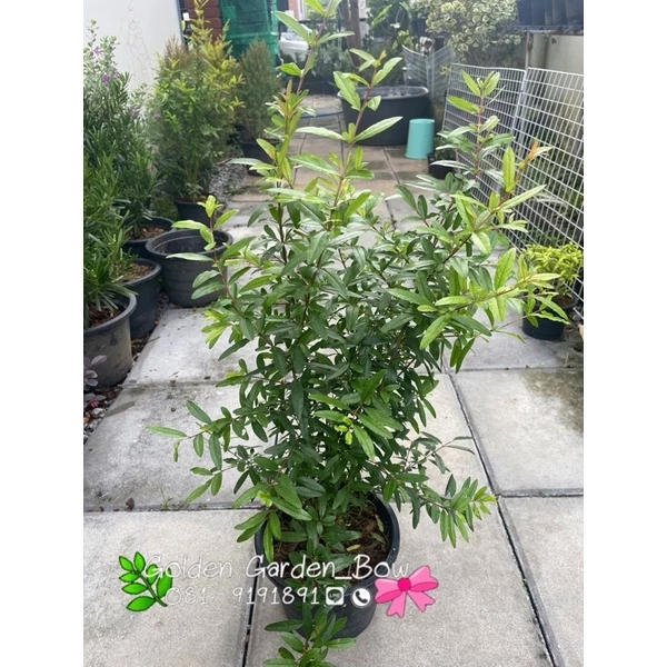 ต้นทับทิม ไม้ผลมงคล พร้อมกระถาง 5-8” 🌿🌿 — ของมงคลหมวดบ้านและฮวงจุ้ย