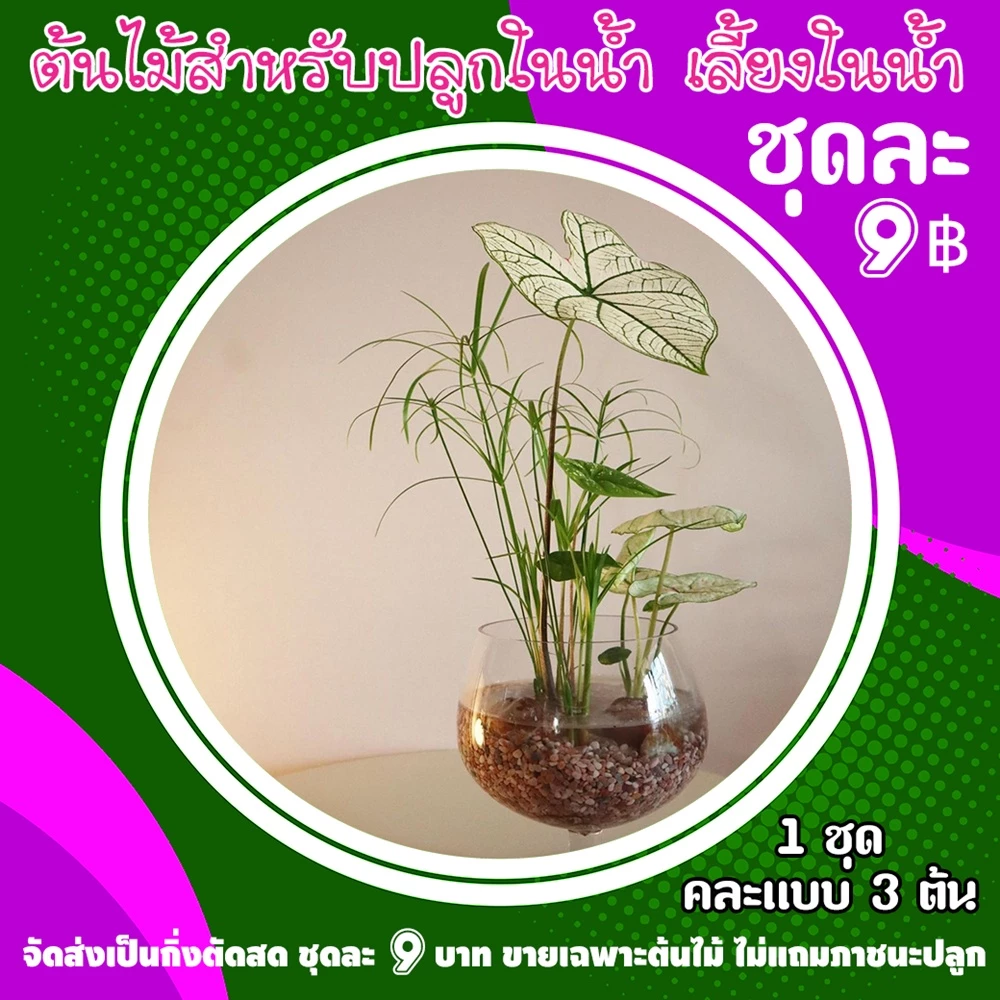 ต้นไม้จิ๋ว ต้นไม้ฟอกอากาศ ต้นไม้ปลูกน้ำ เลี้ยงง่ายโตไว ไม่ต้องตากแดด ต้นไม้ฟอกอากาศ 9 บาท — ของมงคลหมวดบ้านและฮวงจุ้ย