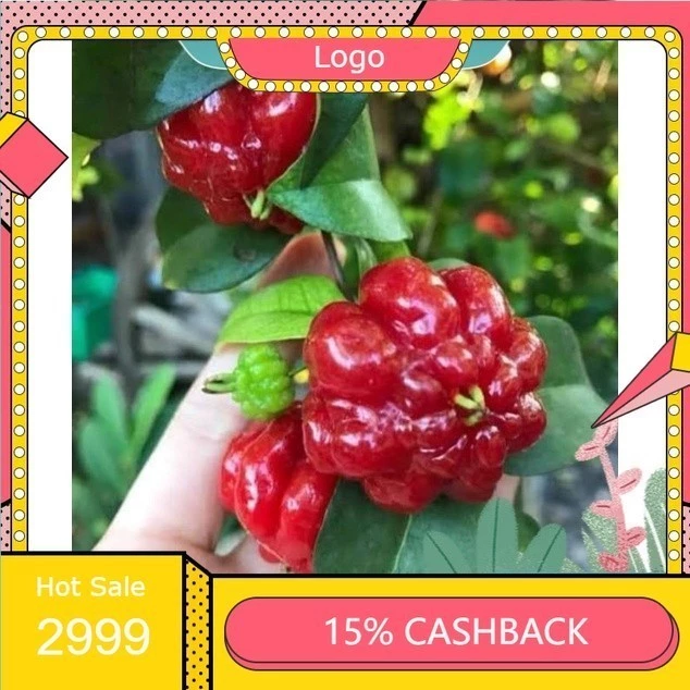 ต้นมะยมแดง”หรือ”มะยมฝรั่ง”(เชอร์รี่สเปน) “surinam cherry” 1ต้น (มีเปลี่ยนต้นใหม่ฟรี) — ของมงคลหมวดบ้านและฮวงจุ้ย
