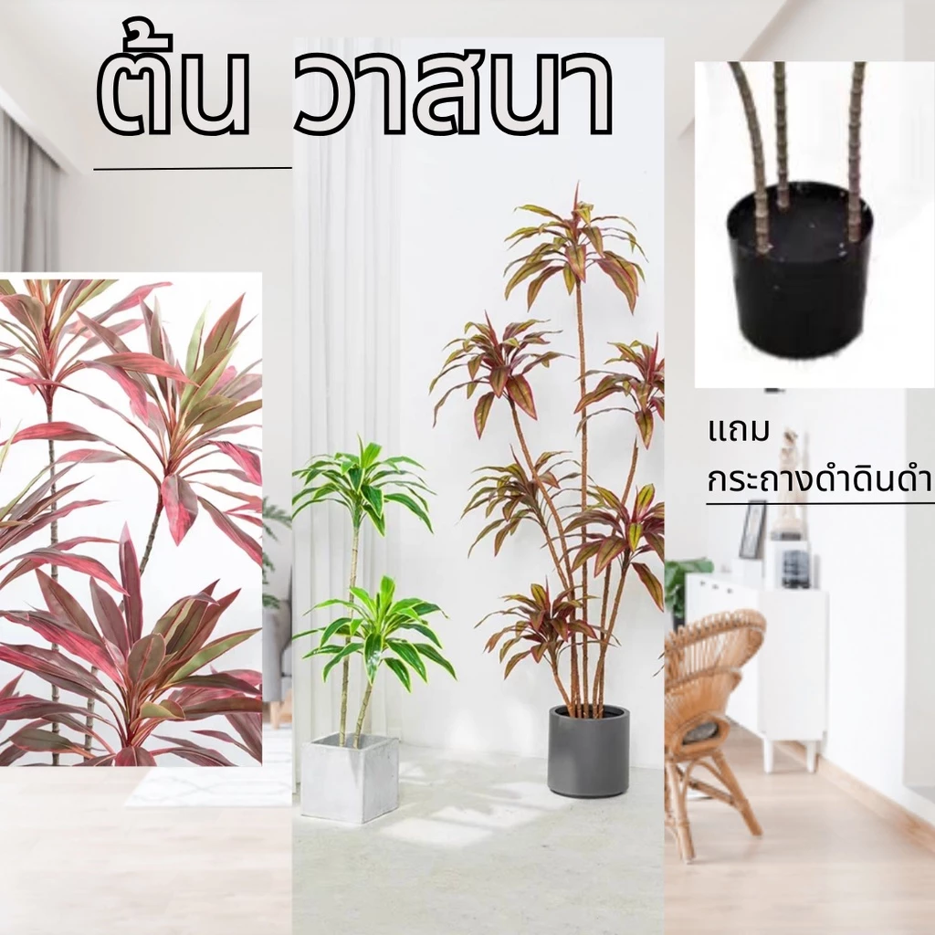 ต้นวาสนา ต้นไม้มงคล ต้นไม้ประดับบ้าน ต้นวาสนาปลอม พร้อมส่งในไทย Plant-L(VAS) — ของมงคลหมวดบ้านและฮวงจุ้ย
