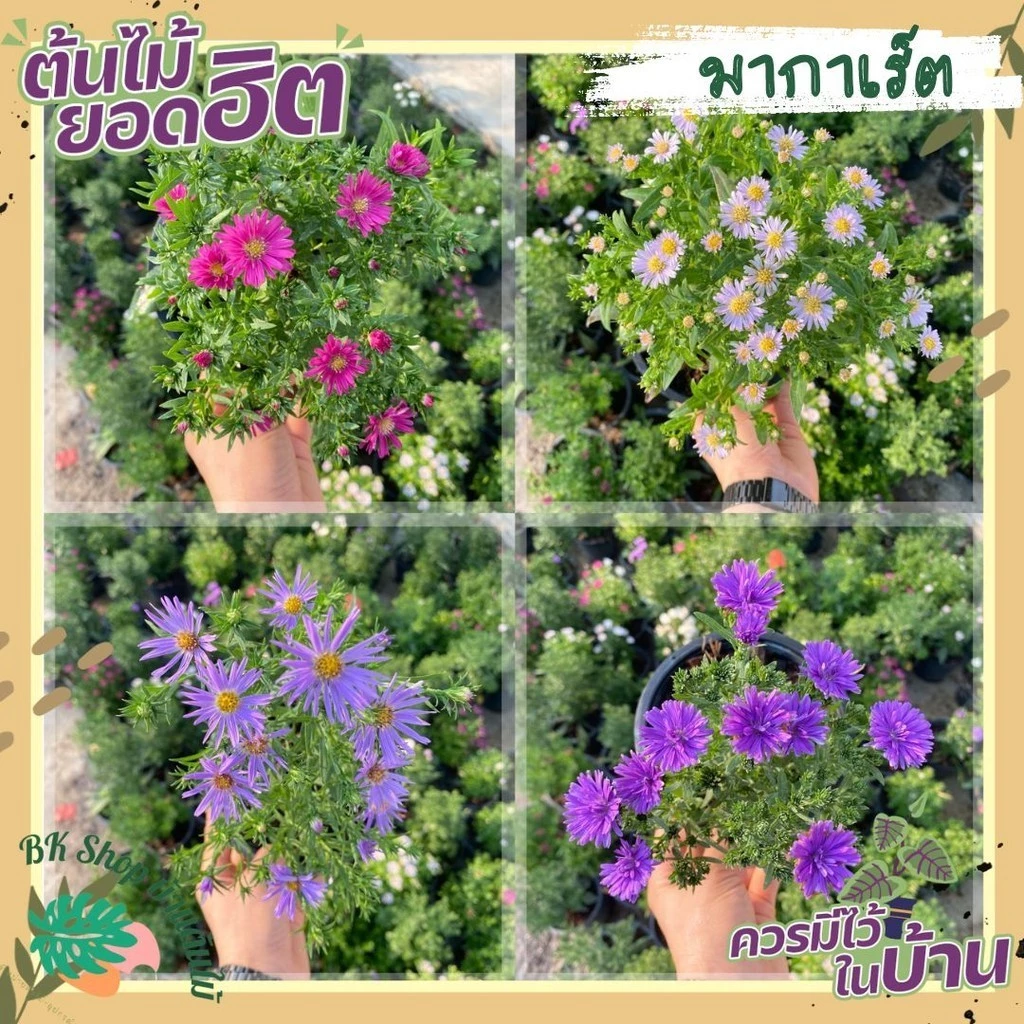 ต้นมากาเร็ตญี่ปุ่น ติดดอกทุกกระถาง ส่งพร้อมกระถาง 6 นิ้ว ต้นไม้มงคล ต้นไม้ฟอกอากาศ ต้นไม้ปลูกในบ้าน ต้นไม้มงคลปลูกในบ้าน — ของมงคลหมวดบ้านและฮวงจุ้ย