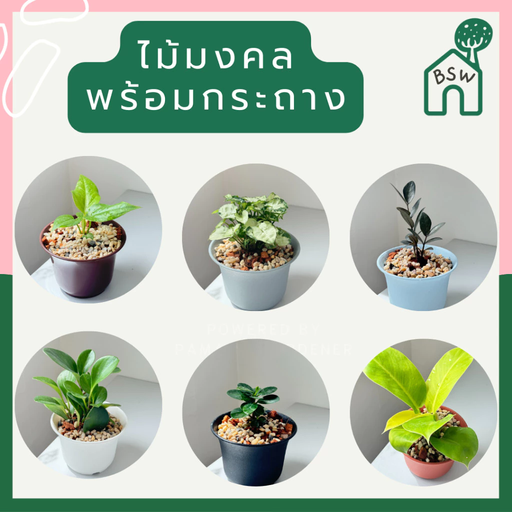 ต้นไม้มงคล พร้อมกระถางปากจีน ตั้งบนโต๊ะทำงาน ต้นไม้มินิมอล ฟอกอากาศได้ — ของมงคลหมวดการงานและธุรกิจ