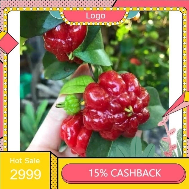 ต้นมะยมแดง”หรือ”มะยมฝรั่ง”(เชอร์รี่สเปน) “surinam cherry” 1ต้น (มีเปลี่ยนต้นใหม่ฟรี) — ของมงคลหมวดบ้านและฮวงจุ้ย