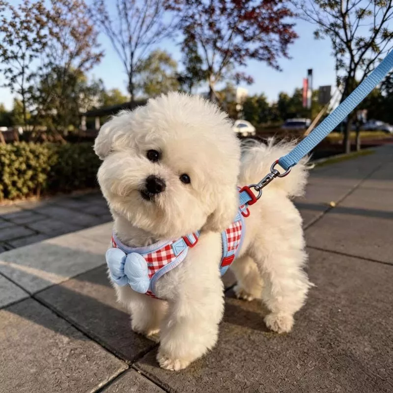 [Pet Must-Have] Dog Traction Rope Anti-breakaway Vest Style Dog Walking Rope Small Medium-Sized Dog Chest Strap Bichon Teddy Outing Dog Cha