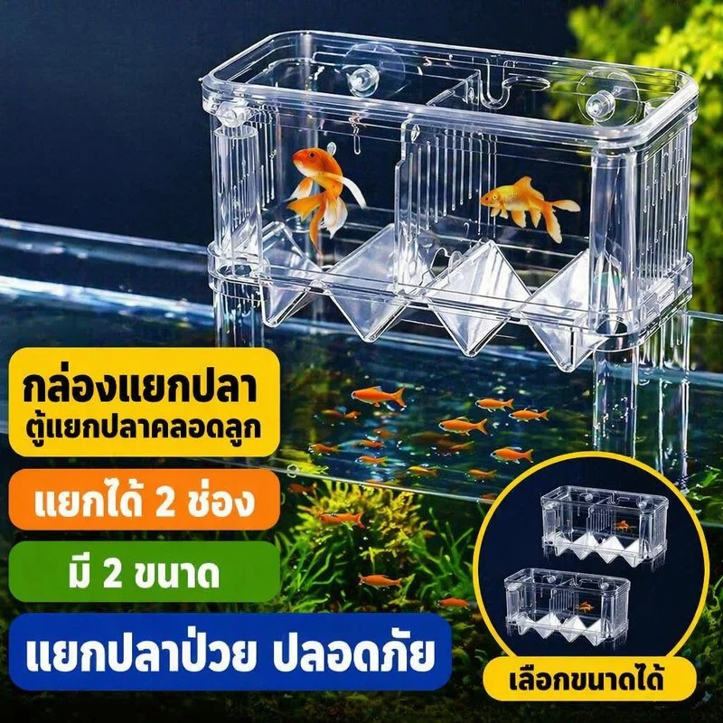กล่องแยกปลา ตู้กักกันปลา กล่องคลอดปลา ตู้เพาะพันธุ์ปลา 2 ช่อง อะคริลิคใส สำหรับลูกปลา ปลาป่วย — ของมงคลหมวดบ้านและฮวงจุ้ย