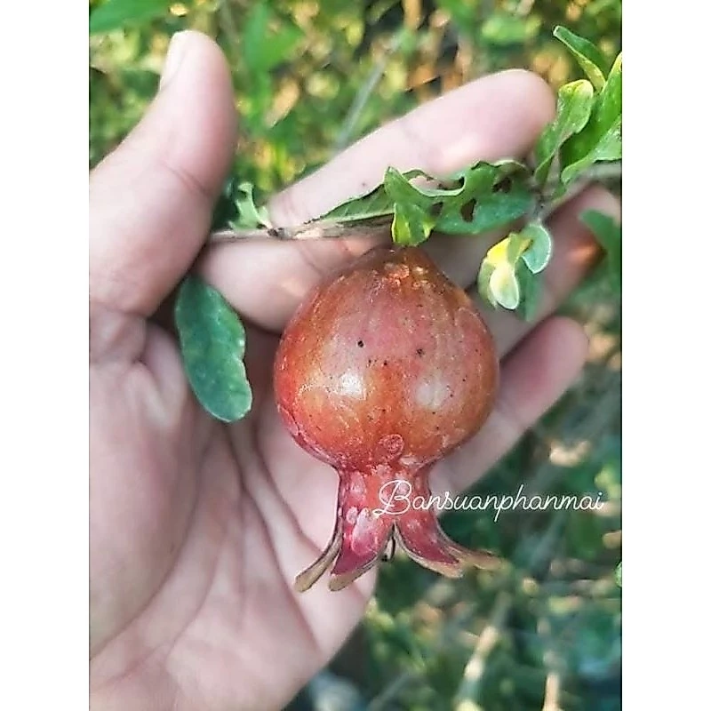 ต้นทับทิมสายพันธุ์บังวา1เมตร — ของมงคลหมวดบ้านและฮวงจุ้ย
