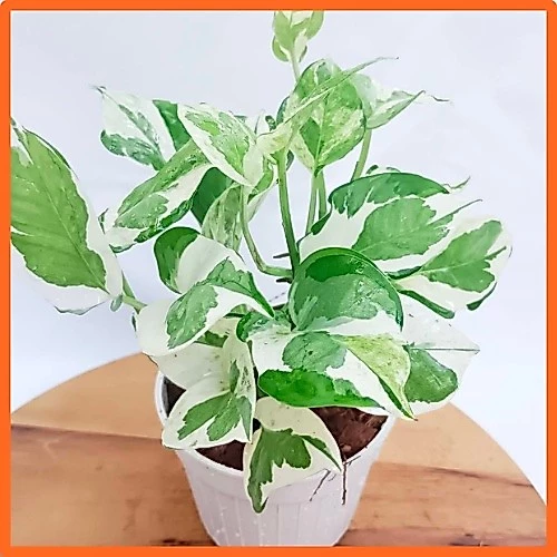 พลูงาช้า🌱เหมาะสำหรับเลี้ยงในห้องน้ำ ไม้ฟอกอากาศ พลูด่างอินเดีย ต้นไม้ฟอกอากาศ ต้นไม้ในห้องนอน ต้นไม้บนโต๊ะทํางาน — ของมงคลหมวดบ้านและฮวงจุ้ย