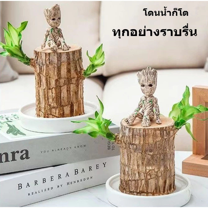 🤞ต้นไม้บราซิล ไฮโดรโปนิกส์ ไม้มงคลฮวงจุ้ย เสริมโชคลาภ เรียกทรัพย์ ปลูกง่าย ต้นไม้ตั้งโต๊ะ ตกแต่งบ้าน/โต๊ะทำงาน — ของมงคลหมวดการงานและธุรกิจ