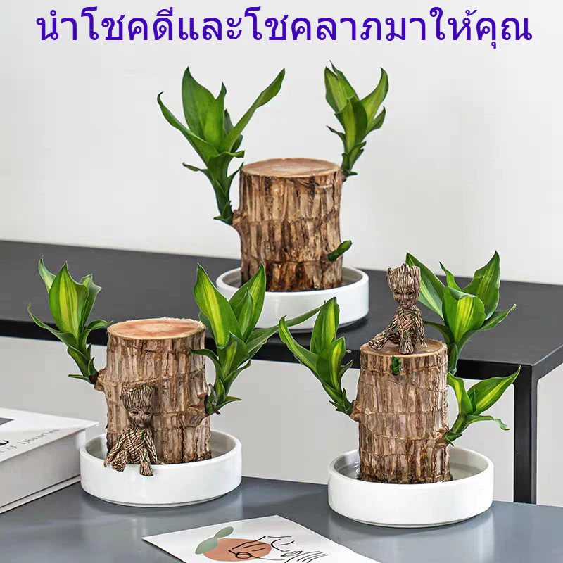 🔥 ต้นไม้บราซิล ไฮโดรโปนิกส์ ไม้มงคลฮวงจุ้ย เสริมโชคลาภ เรียกทรัพย์ ปลูกง่าย ต้นไม้ตั้งโต๊ะ ตกแต่งบ้าน พร้อมส่งจากกรุงเทพ — ของมงคลหมวดการงานและธุรกิจ