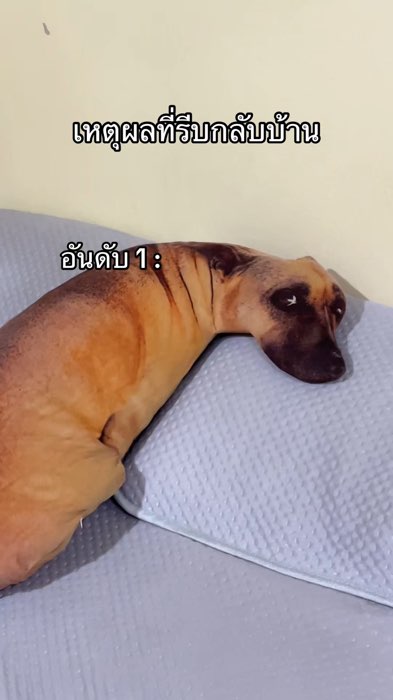 #ตุ๊กตา #ตุ๊กตาหมา #ทาสหมา #ช้อปปี้ป้ายยา #shoppy