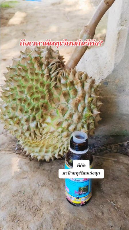 #ซันโซ #thuốc làm chín #thuốc dán sầu riêng