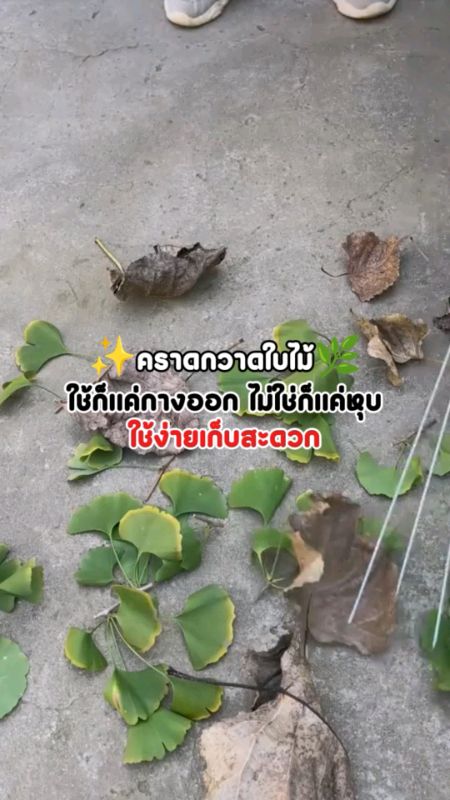 Krads quét lá, quét rồi thành chồng.. 🌿🌳 #คราด #คราดกวาดใบไม้ #คราดกวาดหญ้า #เครื่องมือทำสวน #อุปกรณ์ทำสวน #รีวิวดีรีวิวดัง #คลิปปังคลังรีวิว