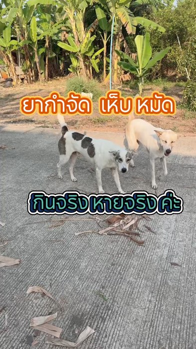 🔥ขายดี🔥เสริมอาหารป้องกันเห็บหมัด 1 เม็ดป้องกัน 4 โรคร้าย #กำจัดเห็บหมัด #ขี้เรื้อน #ผิวหนังอักเสบ #พยาธิหนอนหัวใจ #ขนร่วง #ป้องกันเห็บหมัด