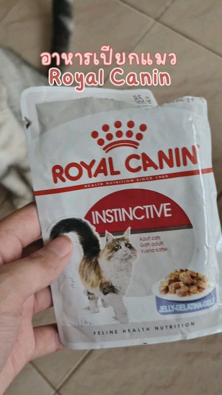 #royalcanin #cat #อาหารเปียก #อาหารแมว #อาหารเปียกแมว #สัตว์เลี้ยง #แมว