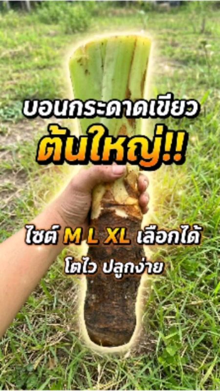 Cây bon kadad xanh lá, lá to, hoành tráng, trồng dễ, sinh trưởng nhanh! Có đầy đủ các size M / L / XL, chọn theo ngân sách. Nhanh tay đặt hàng trước khi hết hàng #บอนกระดาด #บอนกระดาดเขียว #ต้นไม้แต่งสวน #ต้นบอน