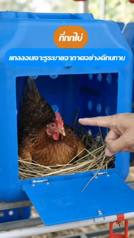 giỏ trứng#trứng gà #giỏ trứng#nơi ngủ gà #chuồng gà