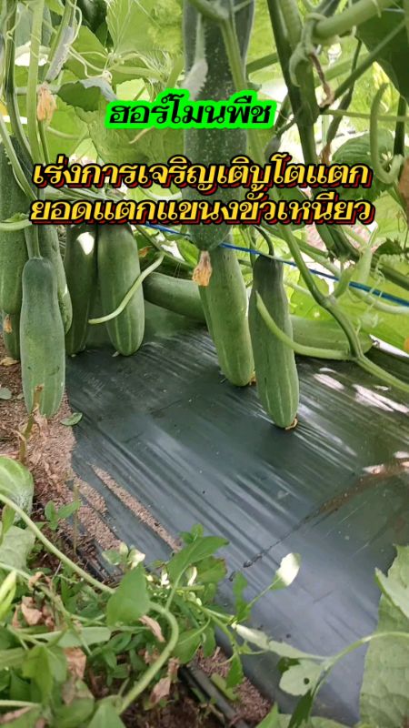 #hormone #thực phẩm bổ sung thực vật #canxi-boron