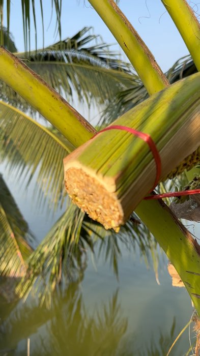 Nước hương hoa dừa này chính là loại chúng tôi dùng để nấu thành đường dừa