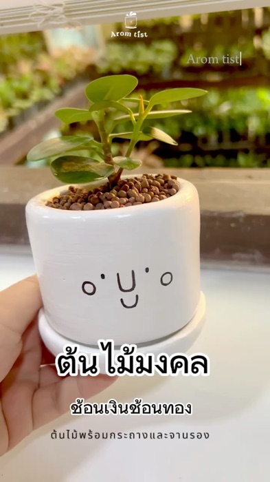 Cây may mắn muỗng bạc, muỗng vàng, cây thu hút tài lộc 💸💰🪴 #câyMayMắn #câyThuHútTàiLộc #câyLọcKhôngKhí #câyLọcKhôngKhíTrongPhòngNgủ #trangTríNhà #câyMinimal