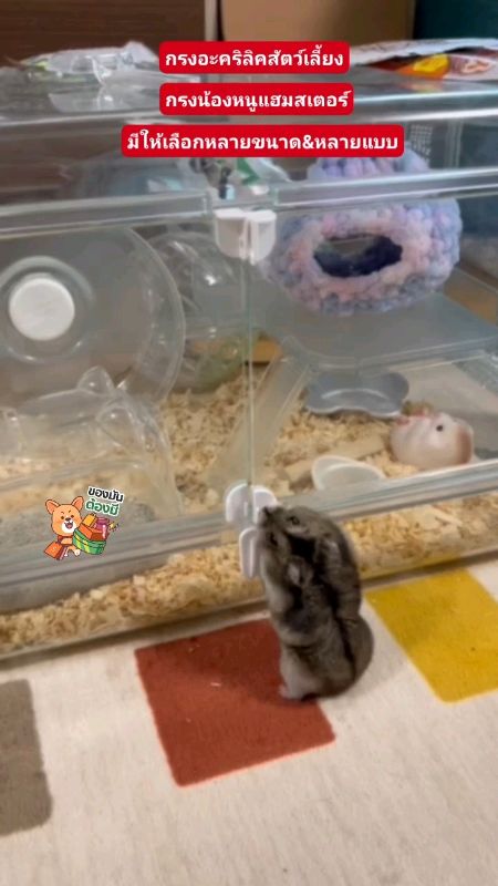 Lồng acrylic cho thú cưng, lồng chuột hamster, hộp nuôi sóc mini, nhím, đồ dùng cho thú cưng nhỏ #shopee #ShopeeVideoTH #ของเด็ดแอปส้ม