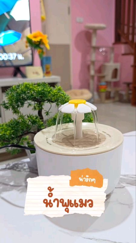 แมวดื่มน้ำน้อยเสี่ยงโรคไต ให้น้ำพุแมวดูแลได้. #น้ำพุแมว #น้ำพุแมวน่ารัก #น้ำพุแมวไร้สาย #ของใช้แมว