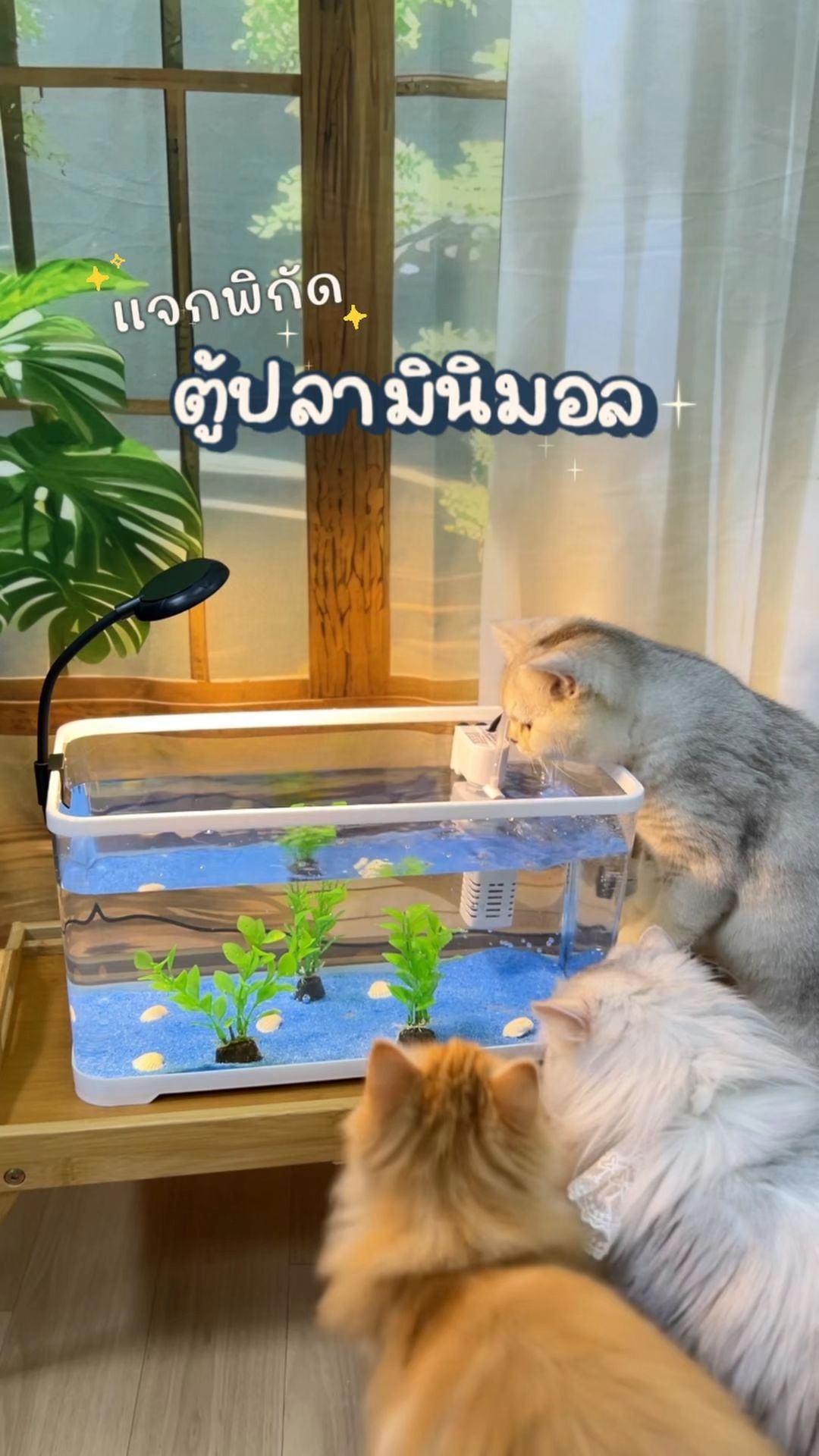 Cung cấp tọa độ bể cá tối giản, ngân sách không tới 500 baht #bểcá #bểcá_mèo #góc_mèo #mèo_thư_giãn #sắp_xếp_bểcá