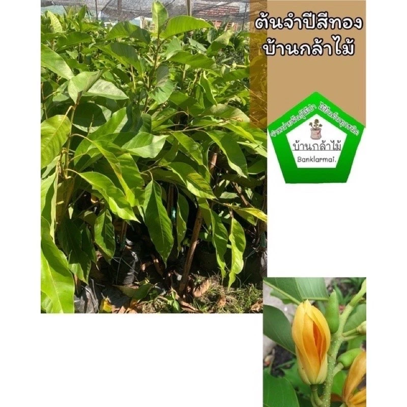ต้นจำปีสีทอง ต้นใหญ่มาก พร้อมออกดอก 🎉ต้นแข็งแรง 🌿 สินค้าเสียหาย แจ้งทางร้านได้เลยจ้า — ของมงคลหมวดบ้านและฮวงจุ้ย