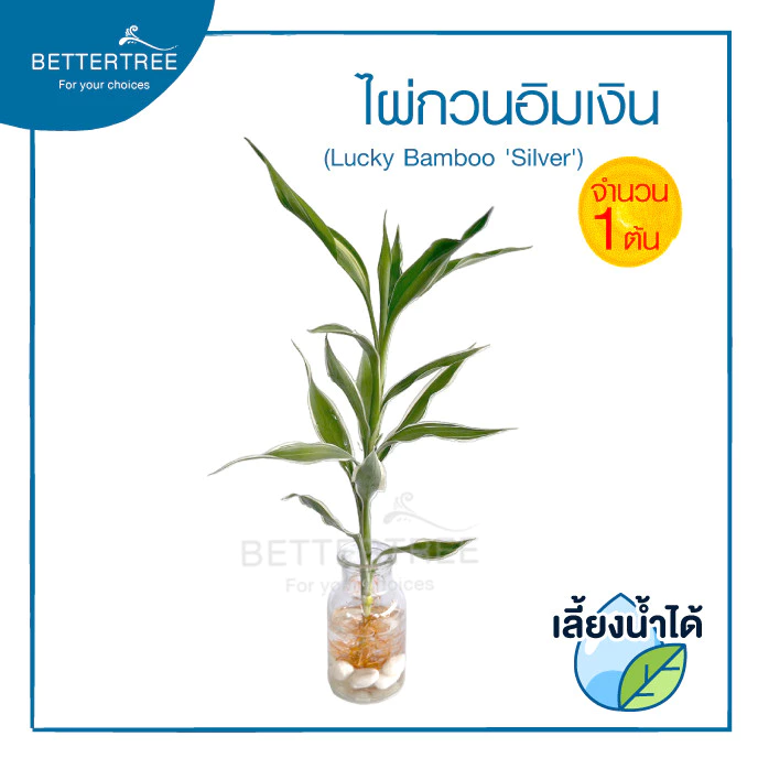 ไผ่กวนอิมเงิน(จำนวน 1 ต้น) ไม้ฟอกอากาศ สามารถปลูกในน้ำได้ ต้นไม้ฟอกอากาศ — ของมงคลหมวดบ้านและฮวงจุ้ย