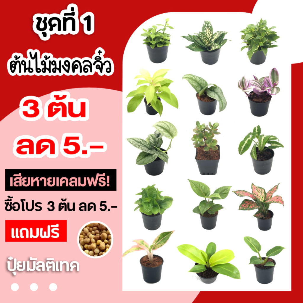 💥โปร 3 ต้น ลด 5.- 💥 ชุดที่1 ต้นไม้มงคลจิ๋ว แถมปุ๋ยมัลติเทคฟรี ต้นไม้มงคลสวยๆ ไม้มงคลโชคลาภ ต้นไม้มงคลจิ๋ว ไม้มงคลทุกชนิด — ของมงคลหมวดบ้านและฮวงจุ้ย