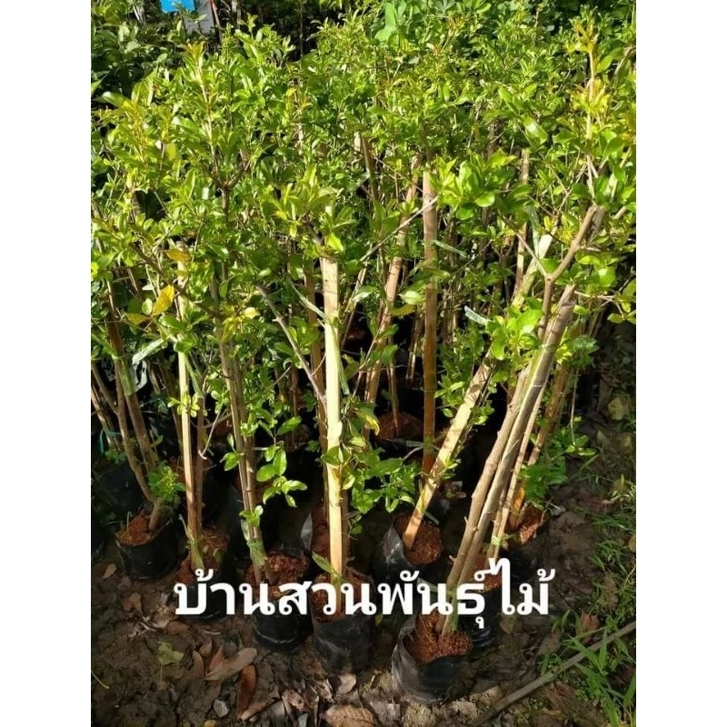 ต้นทับทิมตูนีเซีย ต้นกิ่งตอน สูง 60-80 ซม. — ของมงคลหมวดบ้านและฮวงจุ้ย