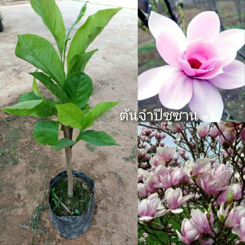 ต้นจำปีซูซาน ต้นติดตา ดอกสีชมพูต้นเตี้ย ดอกใหญ่กลิ่นหอม ติดดอกดกทั้งปี ปีเดียวติดดอก — ของมงคลหมวดบ้านและฮวงจุ้ย