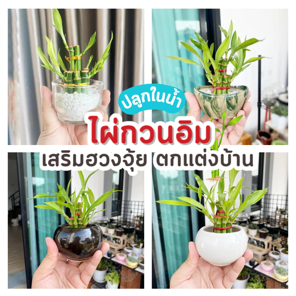 รวม ไผ่กวนอิม พร้อม กระถาง ((ปลูกในน้ำ)) เสริมฮวงจุ้ยบ้าน ต้นไผ่กวนอิม ไม้มงคลประดับโต๊ะทำงาน วางบนโต๊ะทำงานได้ — ของมงคลหมวดการเงินและโชคลาภ