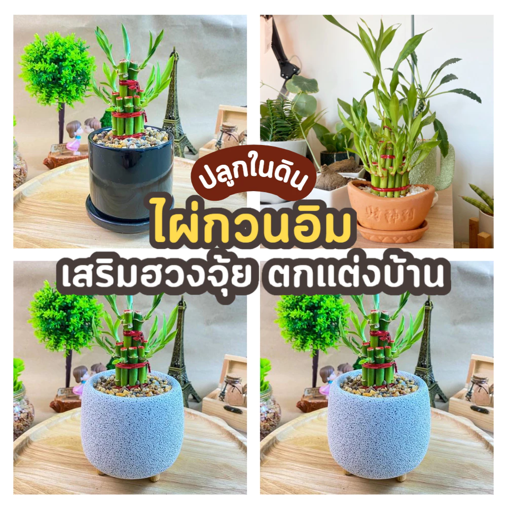 รวม ไผ่กวนอิม พร้อม กระถาง ((ปลูกในดิน)) เสริมฮวงจุ้ยบ้าน ต้นไผ่กวนอิม ไม้มงคลประดับโต๊ะทำงาน วางบนโต๊ะทำงานได้ — ของมงคลหมวดการเงินและโชคลาภ