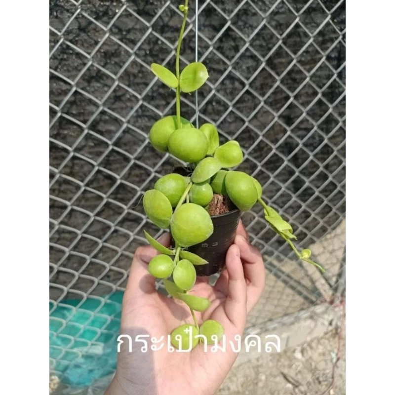 ต้นไม้มงคลพร้อมลวดแขวน #ต้นไม้ #ต้นไม้ฟอกอากาศ #ไม้แขวน #กระถางต้นไม้ #ต้นไม้ประดิษฐ#สวนต้นไม้ #ต้นไม้มงคล #ต้นไม้มงคล — ของมงคลหมวดบ้านและฮวงจุ้ย
