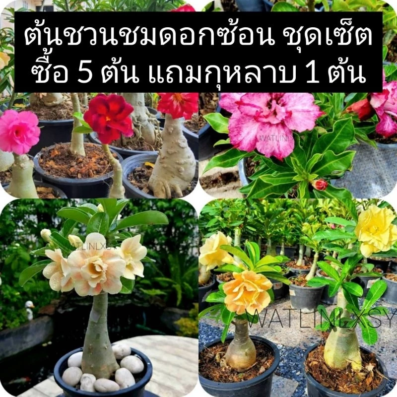 ชวนชม คุ้มมาก ส่งคละสีไม่ซ้ำ 3 ต้น 5 ต้น (ซื้อ 5 ต้น แถมกุหลาบ 1 ต้น) ชวนชมดอกซ้อน ต้นชวนชม — ของมงคลหมวดบ้านและฮวงจุ้ย