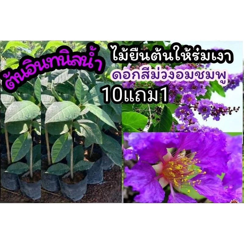ต้นอินทนิลน้ำ ต้นไม้ให้ร่มเงา ฟอกอากาศ ไม้ยืนต้น ไม้มงคล ดอกสีม่วง ดอกสีชมพู ผัก ผลไม้ ดิน หิน ปุ๋ย กระถาง สวน สมุนไพร — ของมงคลหมวดสีมงคล
