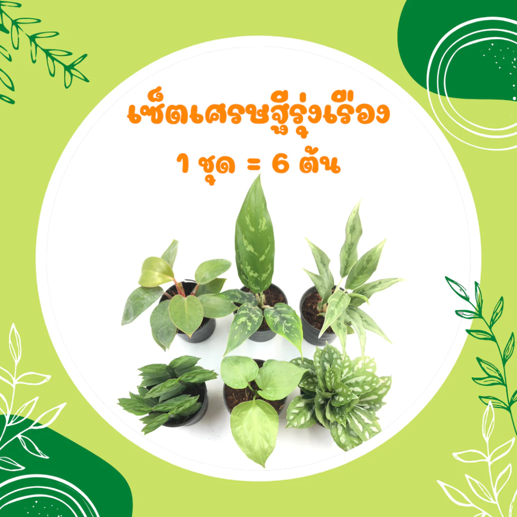 เซ็ตเศรษฐีรุ่งเรือง ต้นไม้มงคลจิ๋ว ต้นไม้มงคลสวยๆ ต้นไม้มงคลเรียกทรัพย์ ร่ำรวย โชคดี เสริมโชคลาภ บารมี — ของมงคลหมวดบ้านและฮวงจุ้ย
