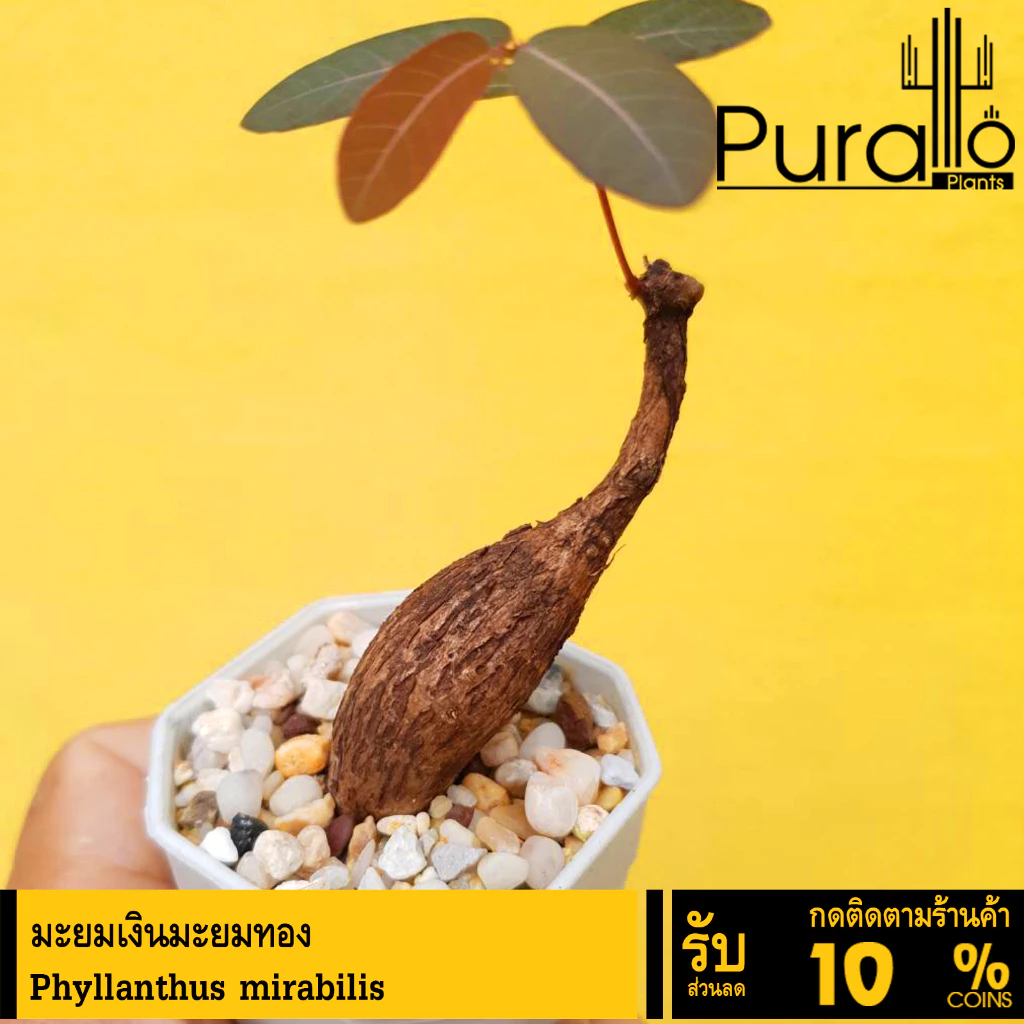 ต้นมะยม มะยมเงินมะยมทอง Phyllanthus mirabilis #ไม้โขด #มะยม #ไม้วางโต๊ะทำงาน #ฮวงจุ้ย — ของมงคลหมวดบ้านและฮวงจุ้ย