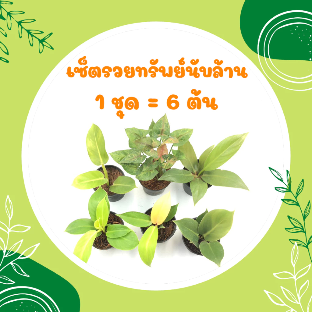 เซ็ตรวยทรัพย์นับล้าน ต้นไม้มงคลรวยๆ ต้นไม้มงคลสวยๆ ต้นไม้มงคลเรียกทรัพย์ ต้นไม้จิ๋ว ต้นไม้ฟอกอากาศ เสริมโชคลาภ บารมี — ของมงคลหมวดบ้านและฮวงจุ้ย