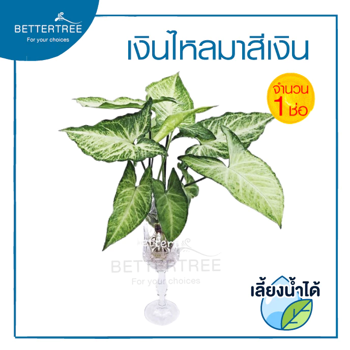 เงินไหลเงิน (จำนวน 1 ช่อ) ต้นไม้ฟอกอากาศ สามารถเลี้ยงกับน้ำได้ ต้นไม้มงคล ต้นไม้น้ำ ต้นไม้ — ของมงคลหมวดการเงินและโชคลาภ