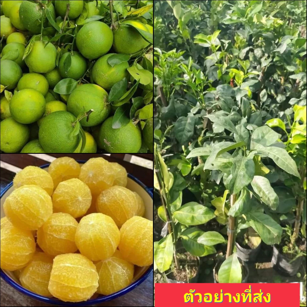 (1ต้น) ต้น ส้มเช้งหวาน ต้นส้มเช้งหวาน ส้มเช้ง ต้นส้มเช้ง หวาน / พงษ์วริษฐ์ — ของมงคลหมวดบ้านและฮวงจุ้ย