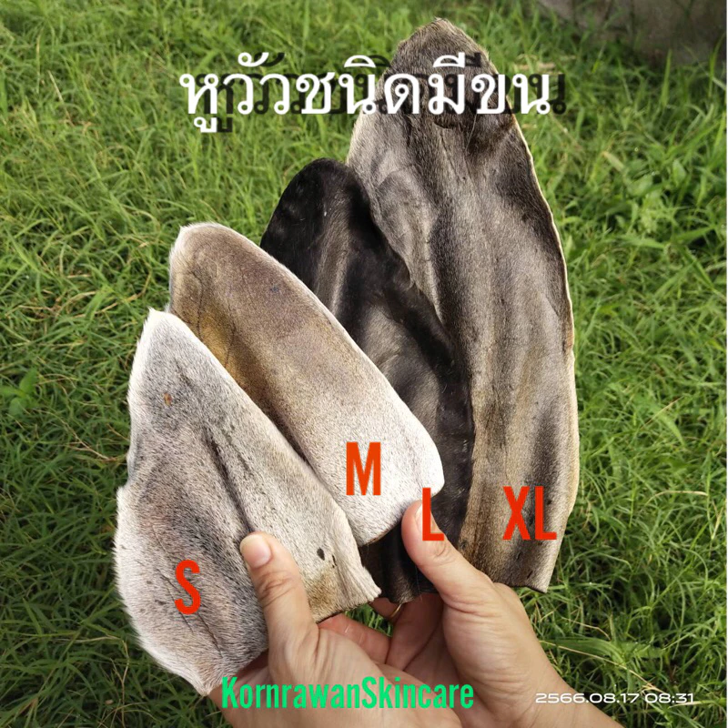 ขนมน้องหมา หูวัวตากแห้ง ขนมหมา หูวัวแห้ง หูวัวแท้ ของว่างน้องหมา ใช้ขัดฟัน ขัดหินปูน แก้เครียด หูวัวมีขน